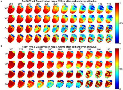 Simultaneous Quantification of Spatially Discordant Alternans in Voltage and Intracellular Calcium in Langendorff-Perfused Rabbit Hearts and Inconsistencies with Models of Cardiac Action Potentials and Ca Transients